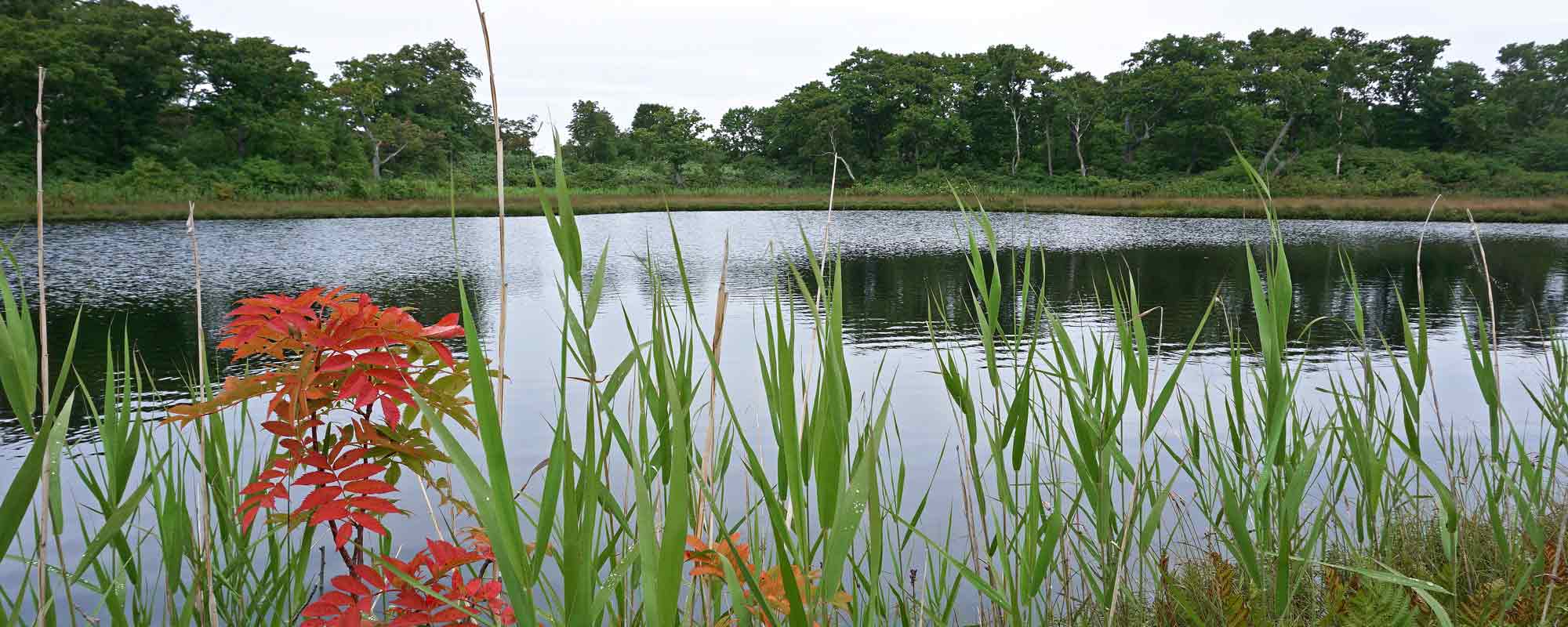 ニセコ湖沼