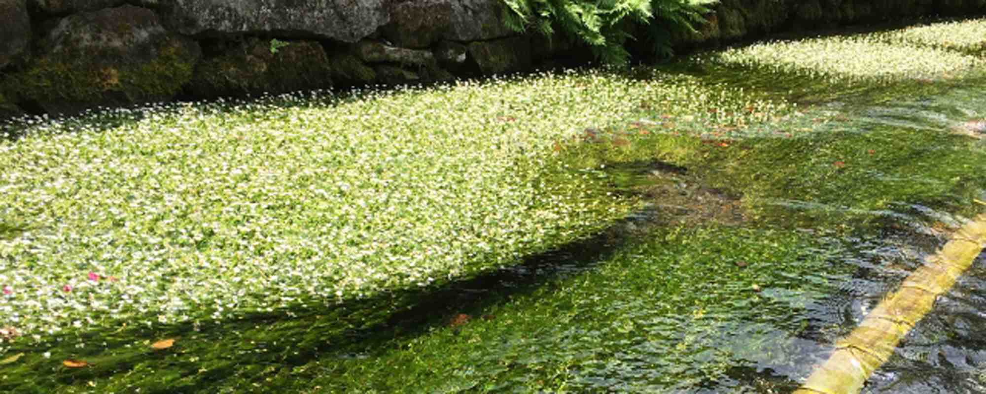 醒井 地蔵川の梅花藻