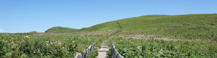 礼文島