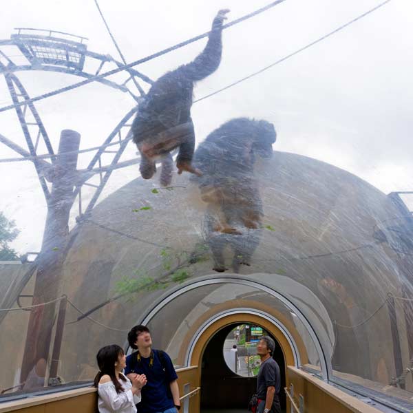 旭山動物園 ちんぱんじー館、チンパンジーの森 スカイブリッジ