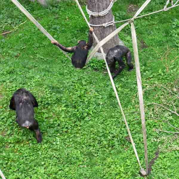 旭山動物園 ちんぱんじー館、チンパンジーの森 チンパンジー