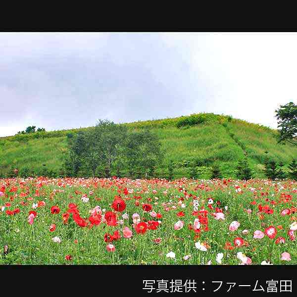 ファーム富田 山の彩りの畑