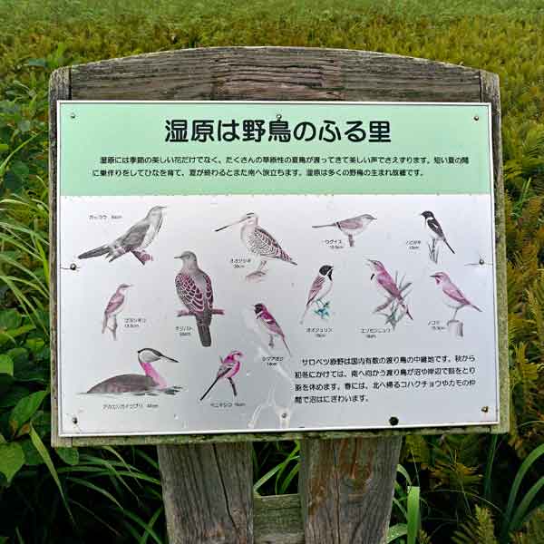 看板 湿原は野鳥のふる里について