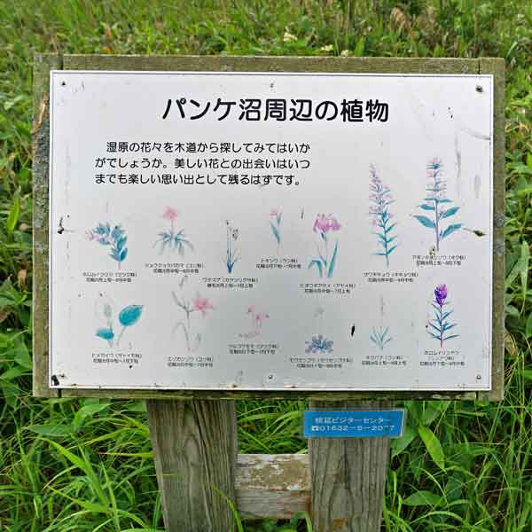 看板 パンケ沼周辺の植物について