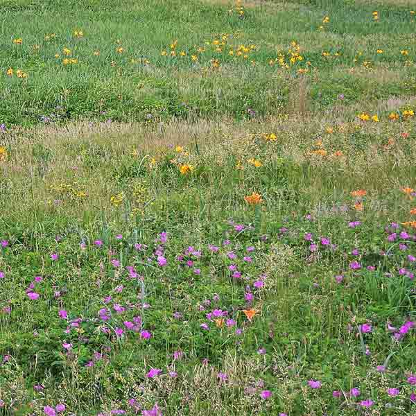 サロベツ湿原 花