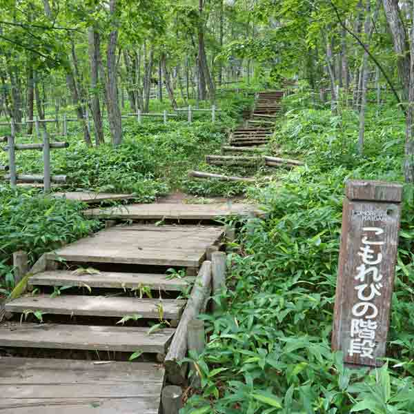 釧路湿原 湿原展望遊歩道 こもれびの階段