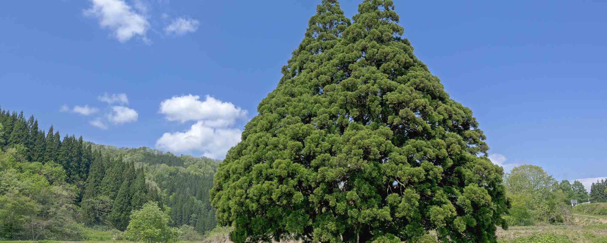 小杉の大杉・トトロの木